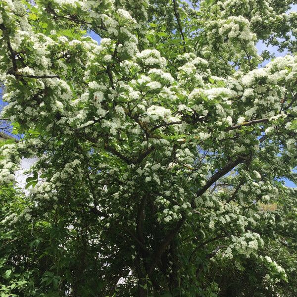 Crataegus laevigata Alkat (teljes növény)