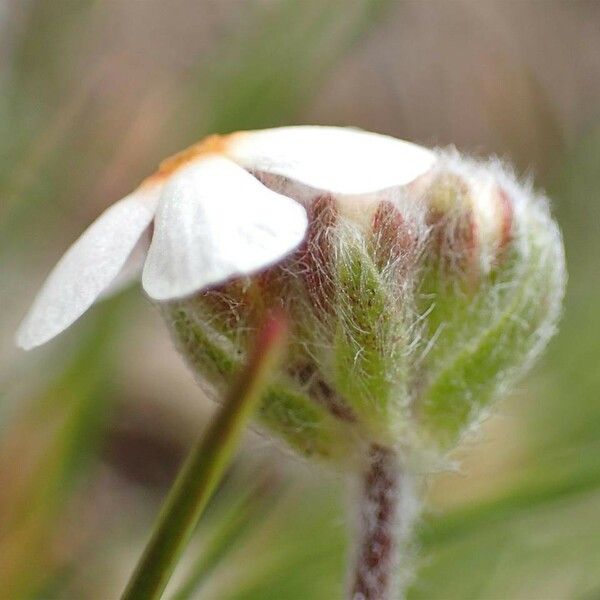 Androsace villosa Blomst