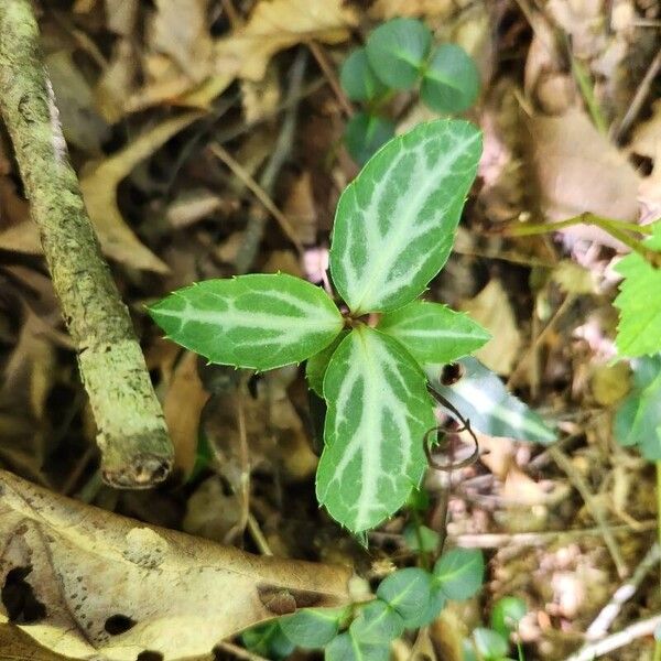 Chimaphila maculata Листок