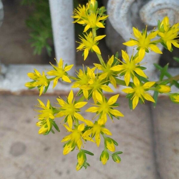 Sedum sarmentosum 花