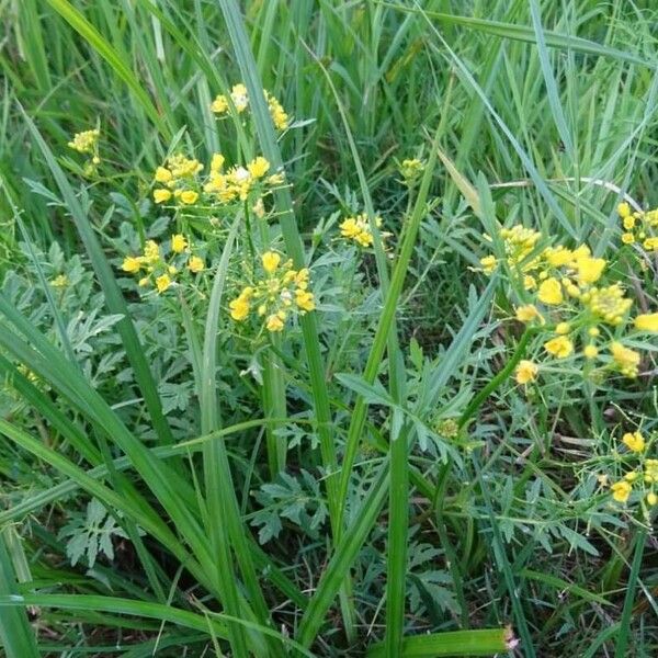 Rorippa sylvestris പുഷ്പം