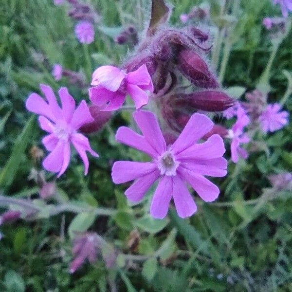 Silene dioica Flor