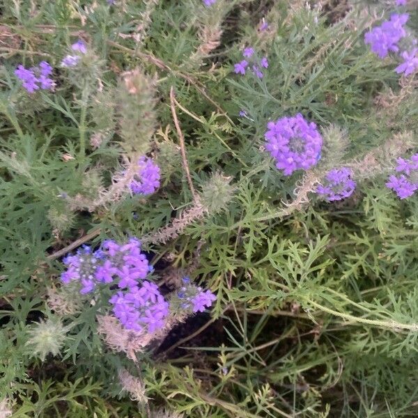 Verbena bipinnatifida Цвят