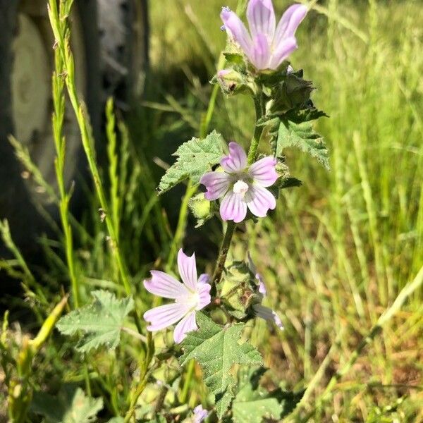 Malva multiflora Flors