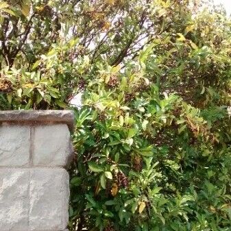 Prunus laurocerasus (Cherry-laurel)