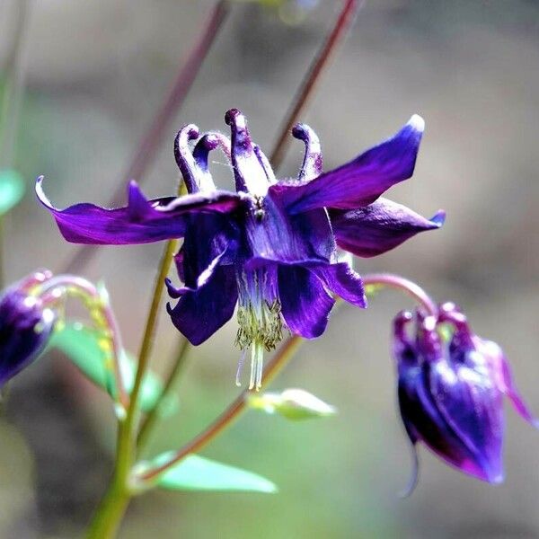 Aquilegia atrata Blomma