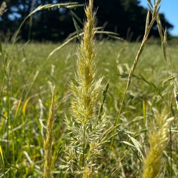 Trisetaria panicea Habit