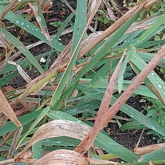 Alopecurus geniculatus Leaf