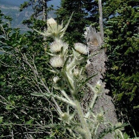 Cirsium hookerianum Habitus