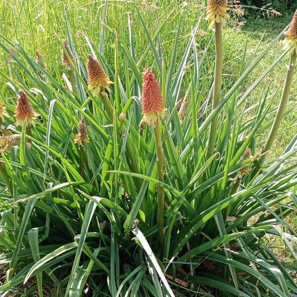 Kniphofia uvaria Alkat (teljes növény)