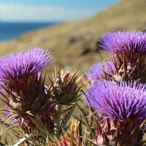 Cynara cardunculus Virág