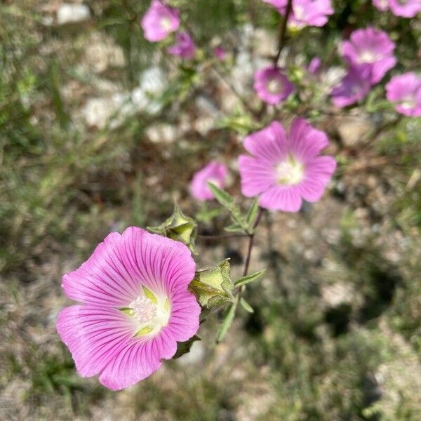 Malva punctata Flower