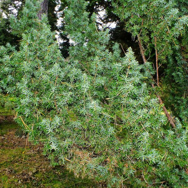Juniperus rigida عادت داشتن
