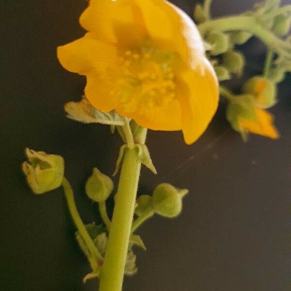 Abutilon pannosum Flower