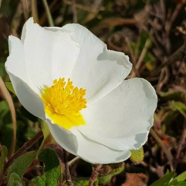 Cistus salviifolius 花