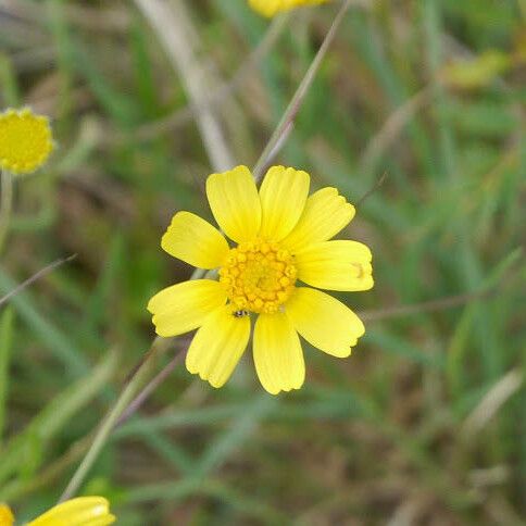 Tetraneuris scaposa Flor