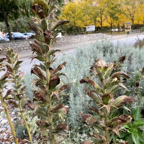 Acanthus spinosus Floare