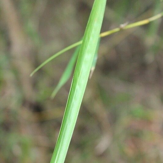Bambusa vulgaris পাতা