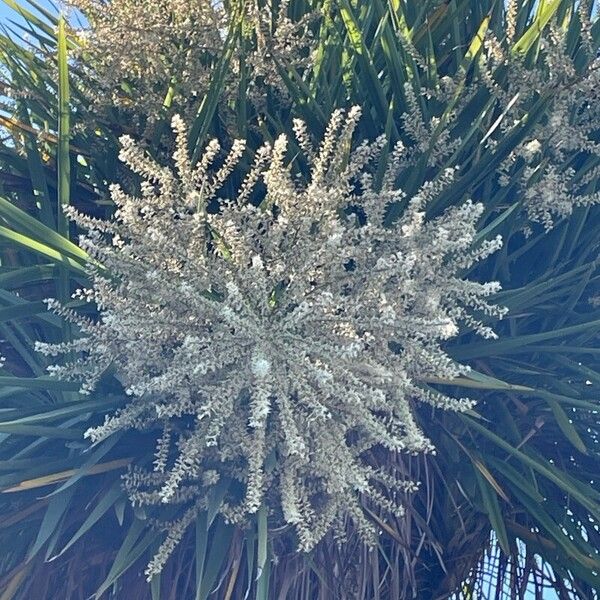 Cordyline australis Floare