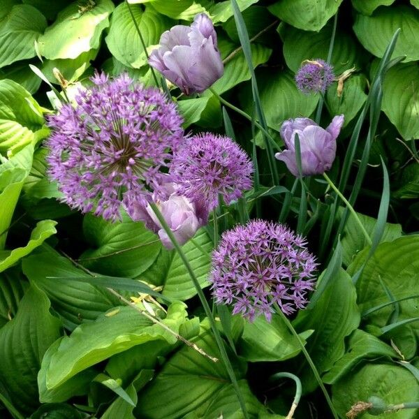 Allium nigrum Blüte