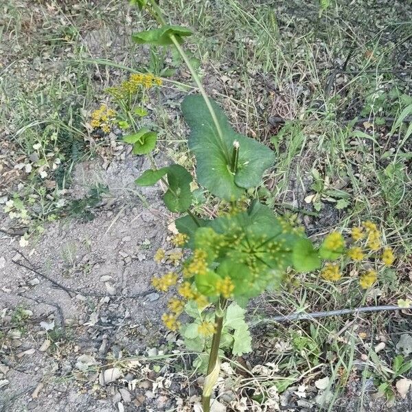 Smyrnium perfoliatum Flower