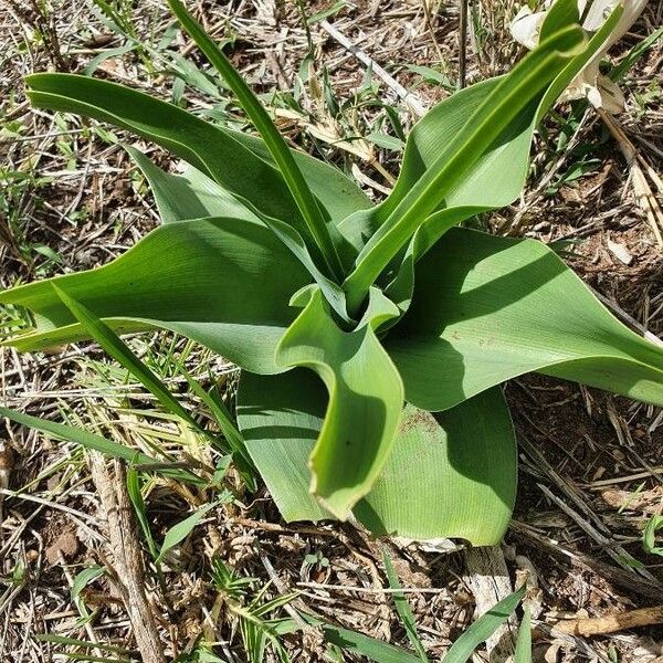 Crinum macowanii List