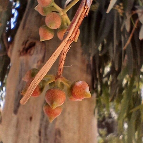 Eucalyptus globulus 果實