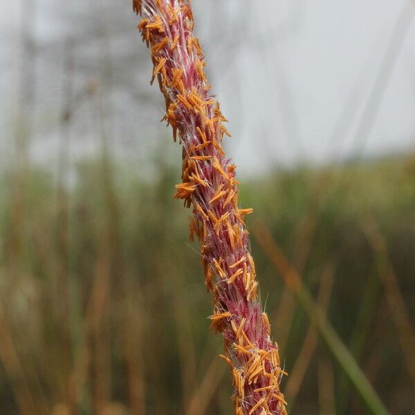 Imperata cylindrica Blomst