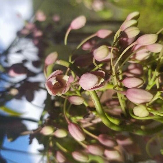 Stauntonia latifolia Квітка