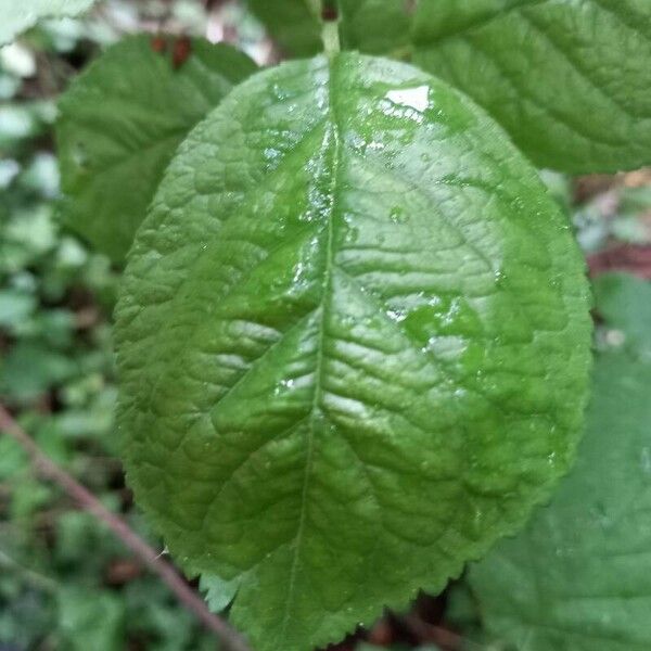 Prunus domestica برگ