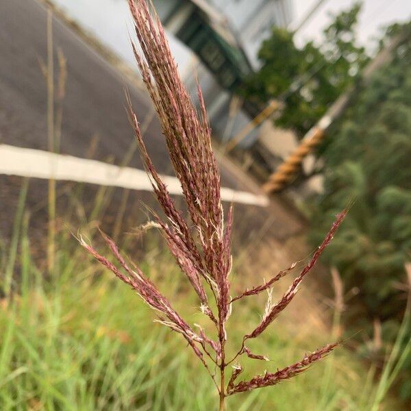 Bothriochloa bladhii Λουλούδι