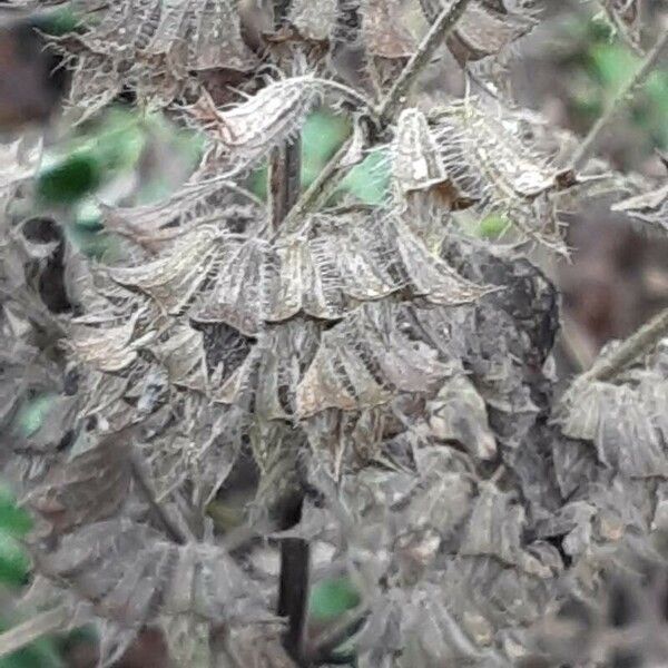 Melissa officinalis Плод