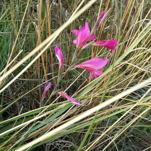 Gladiolus italicus പുഷ്പം