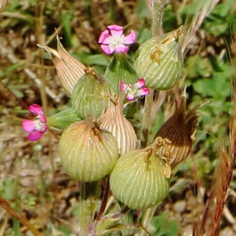 Silene conica Flower