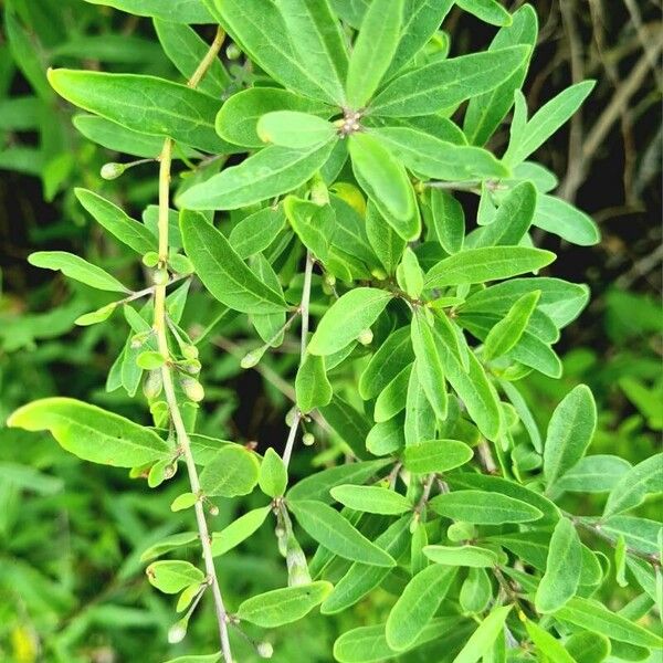 Lycium barbarum Folha