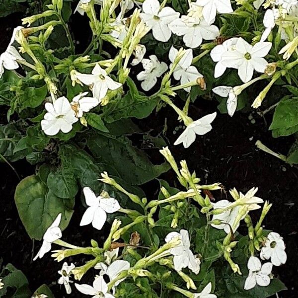 Nicotiana alata Συνήθη χαρακτηριστικά