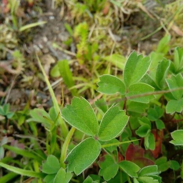 Sibbaldia procumbens Blatt