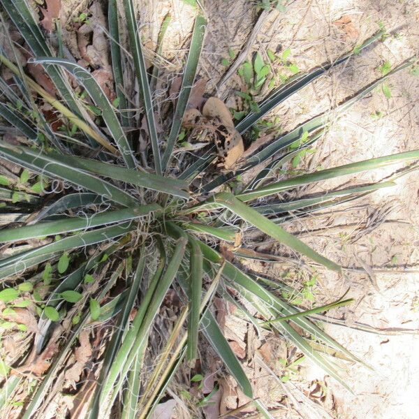 Yucca arkansana Yeri