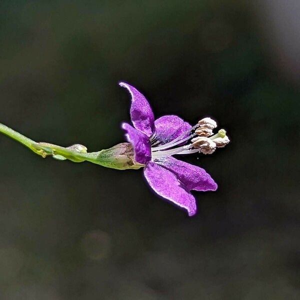 Lycium barbarum Flors