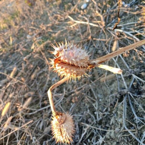 Datura stramonium Fruchs