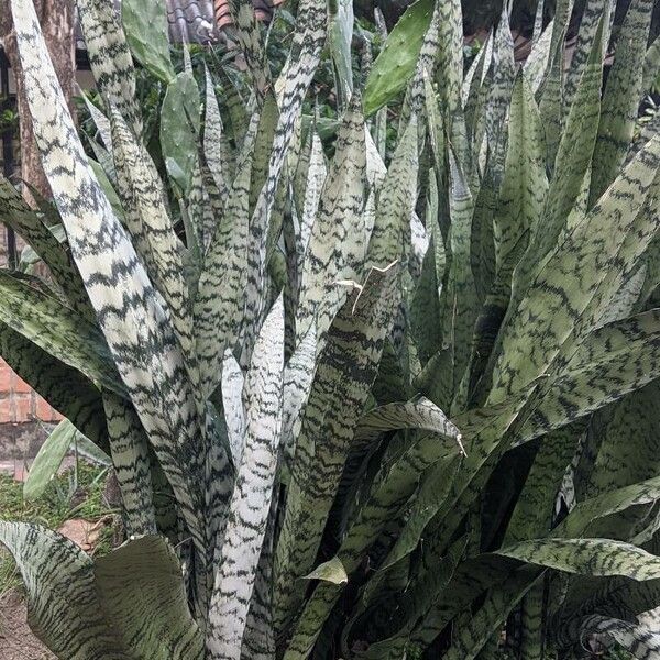 Sansevieria zeylanica ഇല