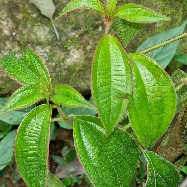 Miconia dependens Foglia