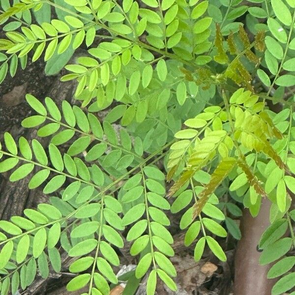 Gleditsia aquatica Blad