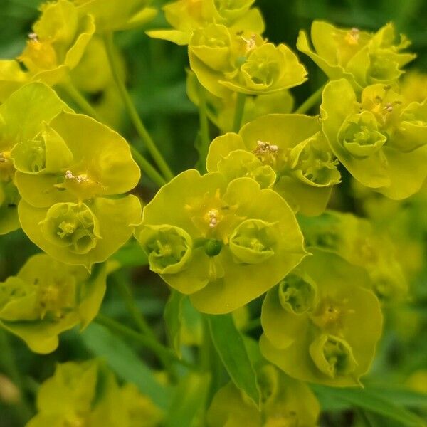 Euphorbia esula Floare