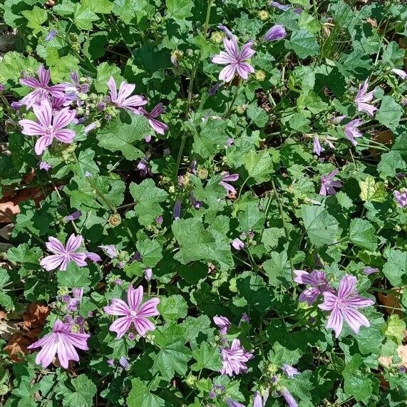 Malva sylvestris Habit