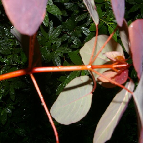 Euphorbia cotinifolia Folha