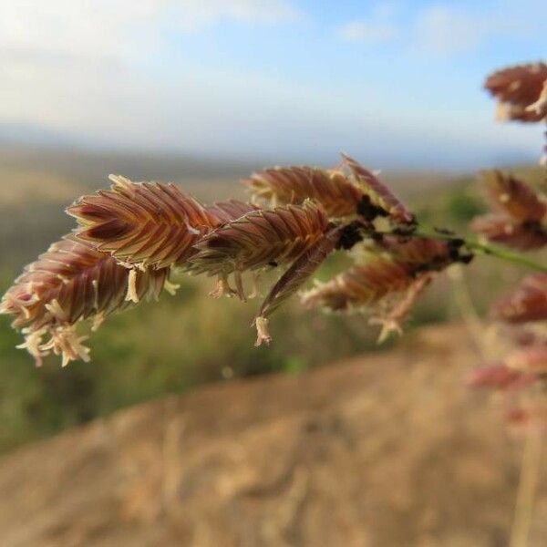 Eragrostis superba Lorea