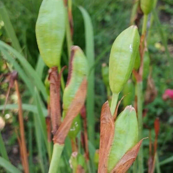 Iris sibirica Fruit