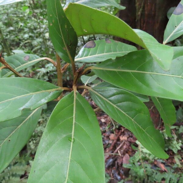 Nectandra cissiflora Leaf