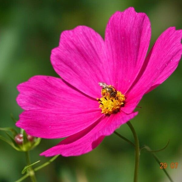 Cosmos bipinnatus Blüte